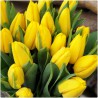Tulipan Strong Gold (bukiet 25szt.)