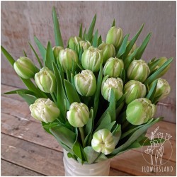 Tulipan Pełny biały strzępiasty (bukiet 25szt.)
