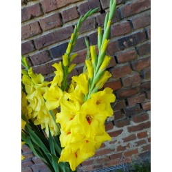 Gladiole żółte (bukiet 20szt.)