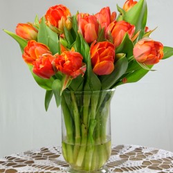 Tulipan Queens Orange...