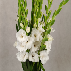 Gladiole białe (bukiet 20szt.)