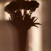 Akurat dzisiaj taki piękny bukiet Tulipanów na ścianie. Czy widać w tym coś więcej niż sam cień...

#flowers #kwiaty #flowerslovers #tulip #tulipseason #tulipan #tulipany #wiosennykwiat #instaflowers #flowerphotography #flowerpowered #flowers #kwiaty #flowerslovers #tulip #tulipseason #tulipan #tulipany #wiosennykwiat #instaflowers #flowerphotography #flowerpowered #kwiatysąpięknekwiatysąpiękne
#ciennascianie