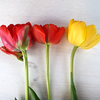 Wtorkowe tulipany 💐🌷🌷🥰

#flowers #kwiaty #flowerslovers #tulip #tulipseason #tulipan #tulipany #wiosennykwiat #instaflowers #flowerphotography #flowerpowered #flowers #kwiaty #flowerslovers #tulip #tulipseason #tulipan #tulipany #wiosennykwiat #instaflowers #flowerphotography #flowerpowered #kwiatysąpięknekwiatysąpiękne #clean_fotowtorek #fotowtorek_kfs