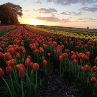 Niedzielny zachód słońca na tle naszych tulipanów! Przyroda maluje niepowtarzalne obrazy. 🌇🌷🌸 #tulipany #wiosna2024 #zachodslonca🌅 #zamówteraz #flowersland