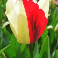 Nasza wersja tulipana 3-Majowego :) 

#flowers #kwiaty #flowerslovers #tulip #tulipseason #tulipan #tulipany #wiosennykwiat #instaflowers #flowerphotography #flowerpowered #flowers #kwiaty #flowerslovers #tulip #tulipseason #tulipan #tulipany #wiosennykwiat #instaflowers #flowerphotography #flowerpowered #kwiatysąpięknekwiatysąpiękne
